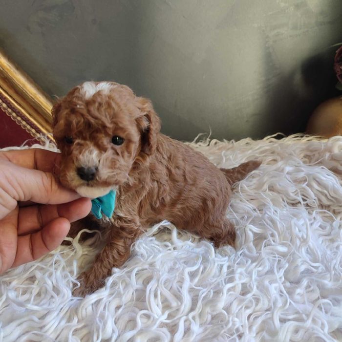 Bichpoo/Pochoon / Maltipoo - dostępny  piesek /samiec.