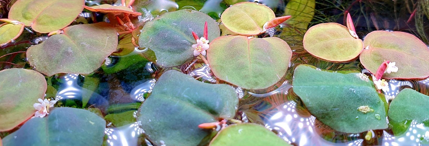 Phyllanthus fluitans