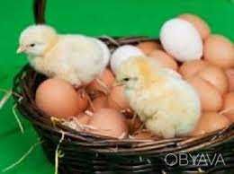 легорн інкубаційне яйце
