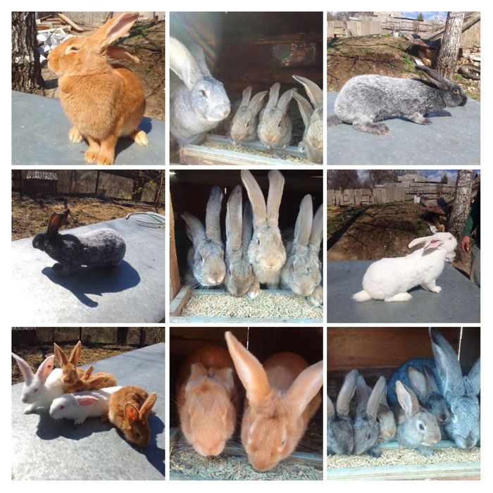 Продам на племя кролей