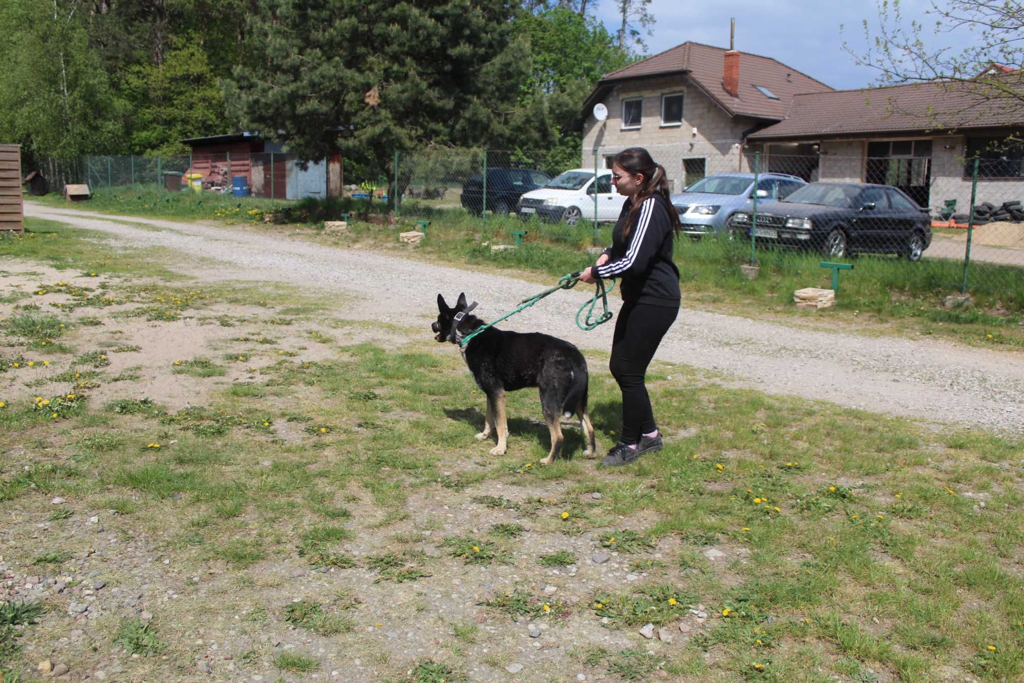 REGAN cudowny psiak do pokochania