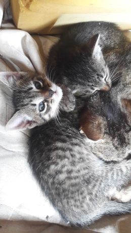 Małe 3 miesięczne kotki (dziewczynki)