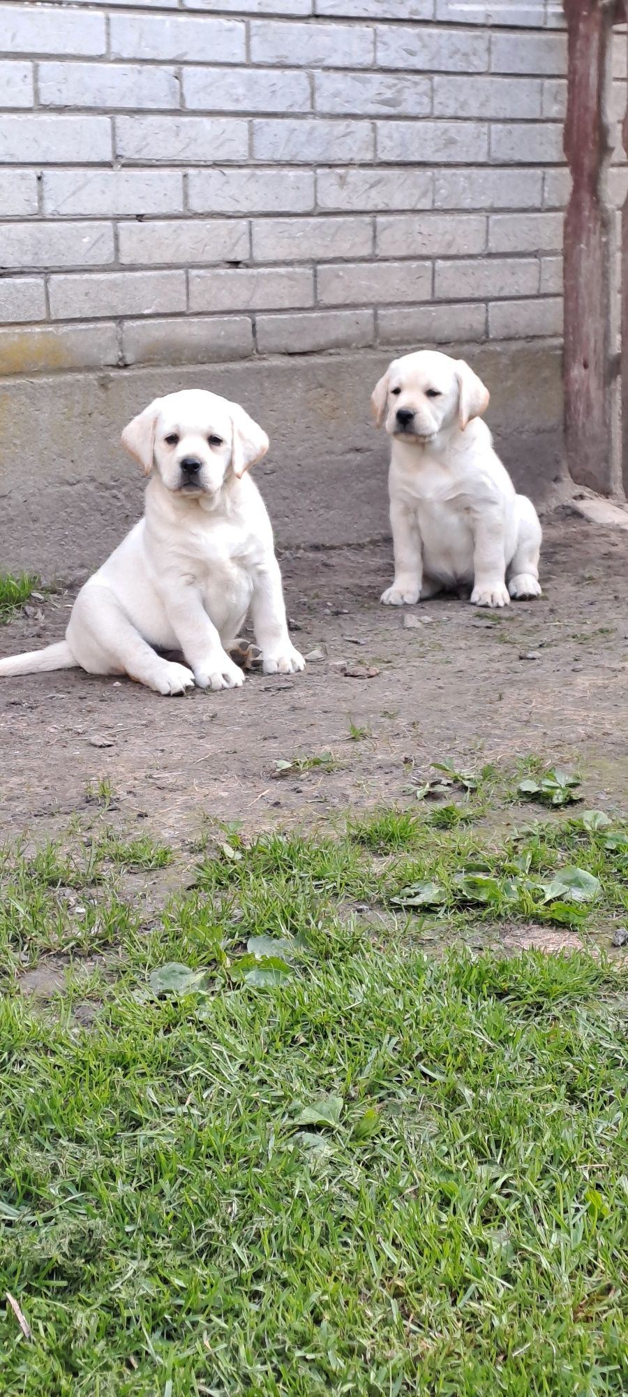Labrador retriever