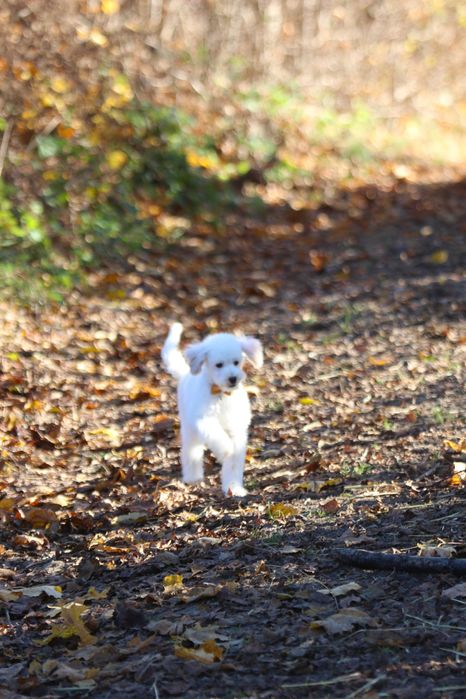 Maltipoo Biały Samiec chłopak Toy pudel