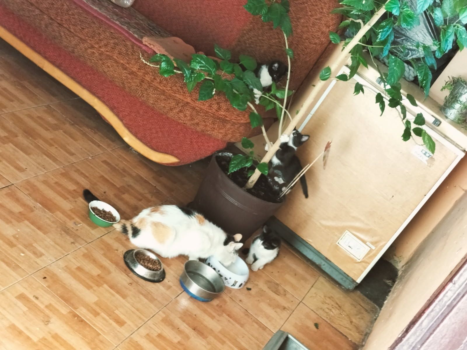 Oddam kotki młode