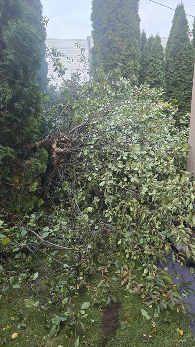 Pilnie Oddam z jabłoni i wiśni