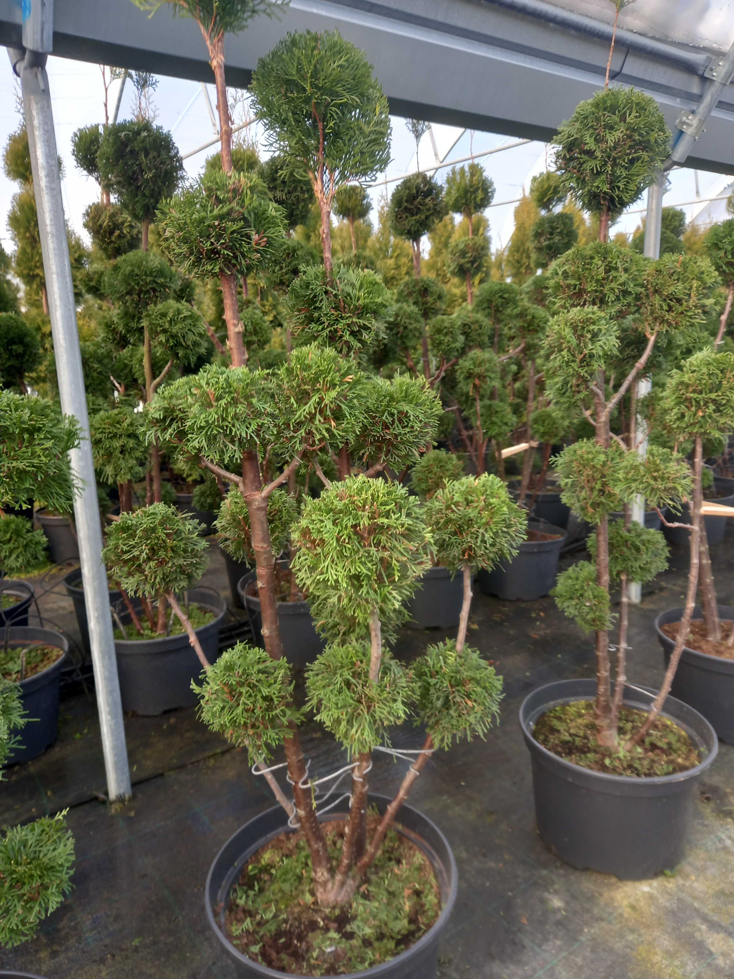 Tuje SZMARAGD (Thuja Smaragd), formowana, PRODUCENT, Tuja. RADOM