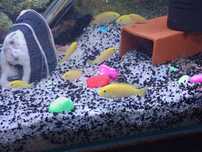 Labidochromis careuleus