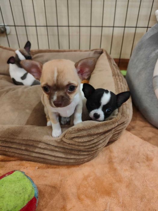 Chihuahua krótkowłosa