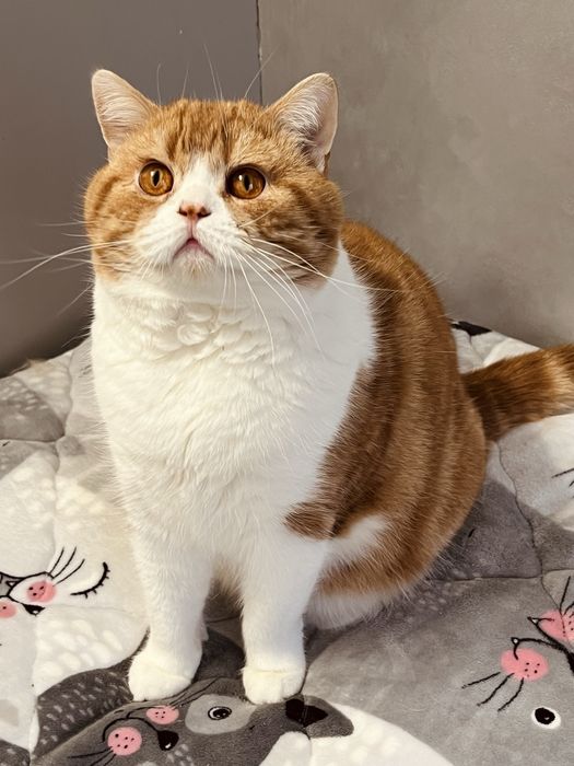 Страйт, шотландський котик.