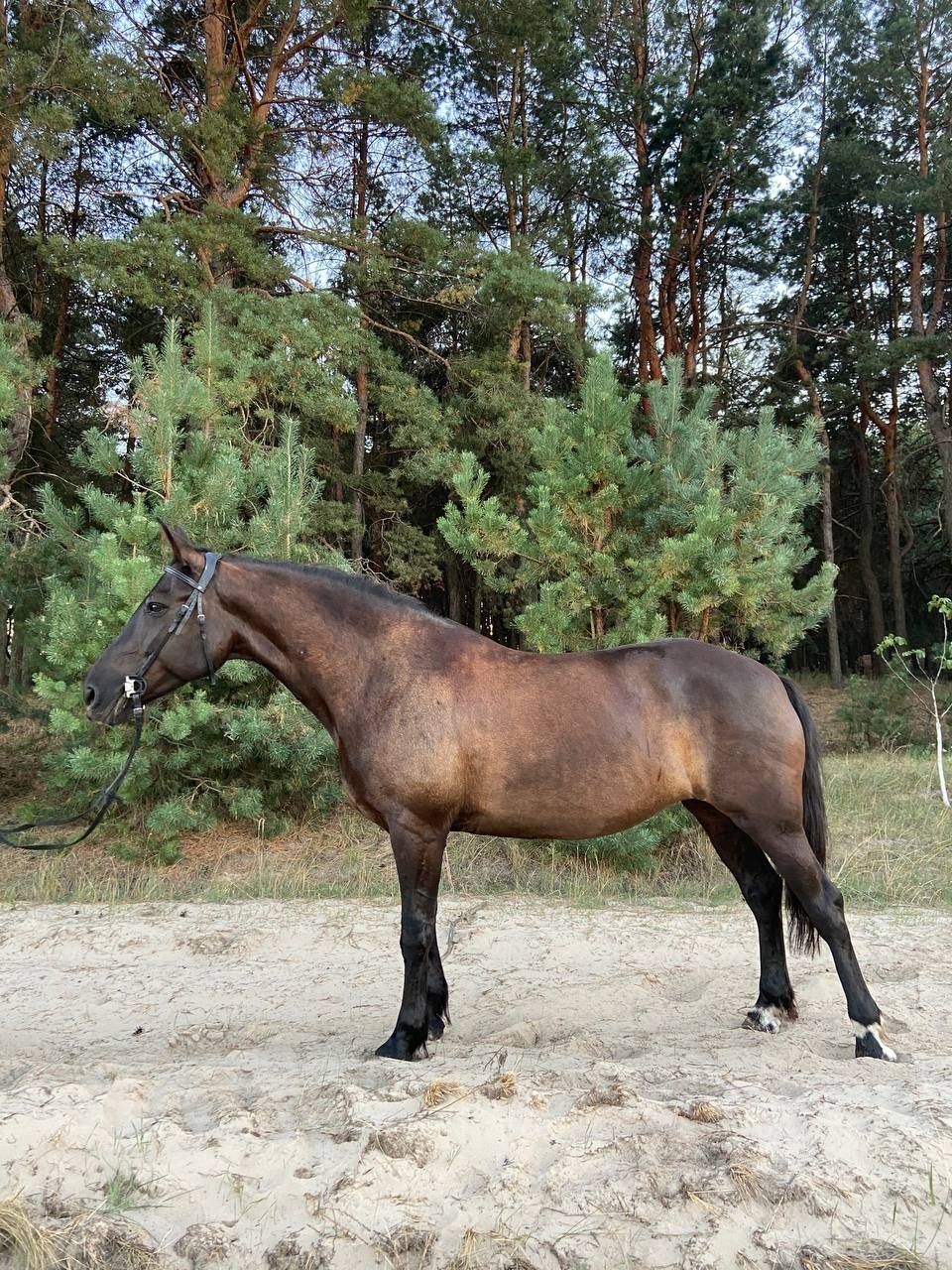 Лошадь, кобила, кінь