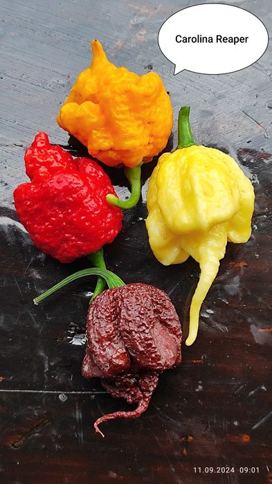 Carolina Reaper надгострий перець.