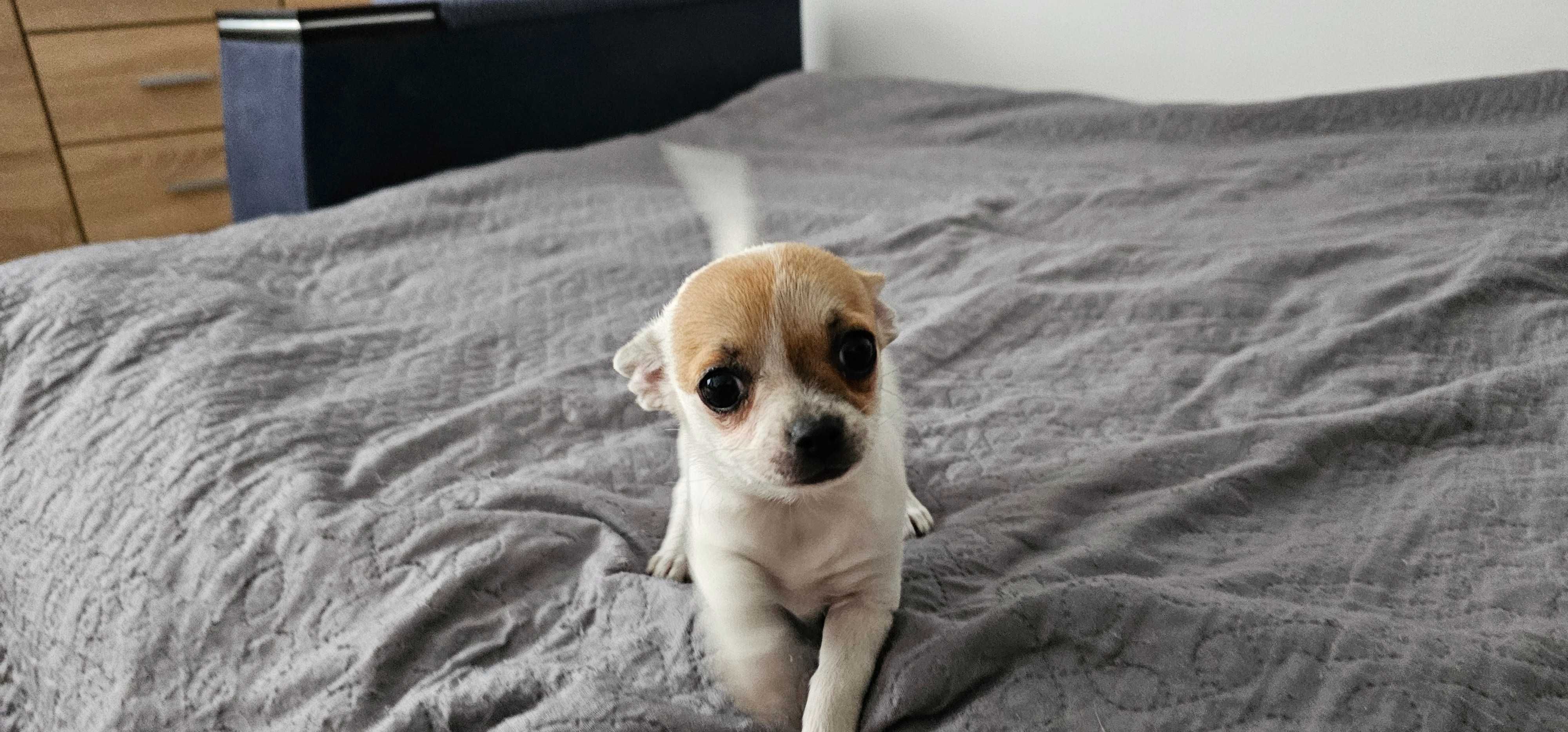 Suczka chihuahua