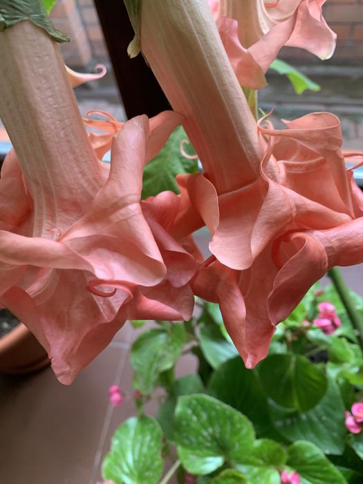 Бругмансия махровая белая розовая желтая