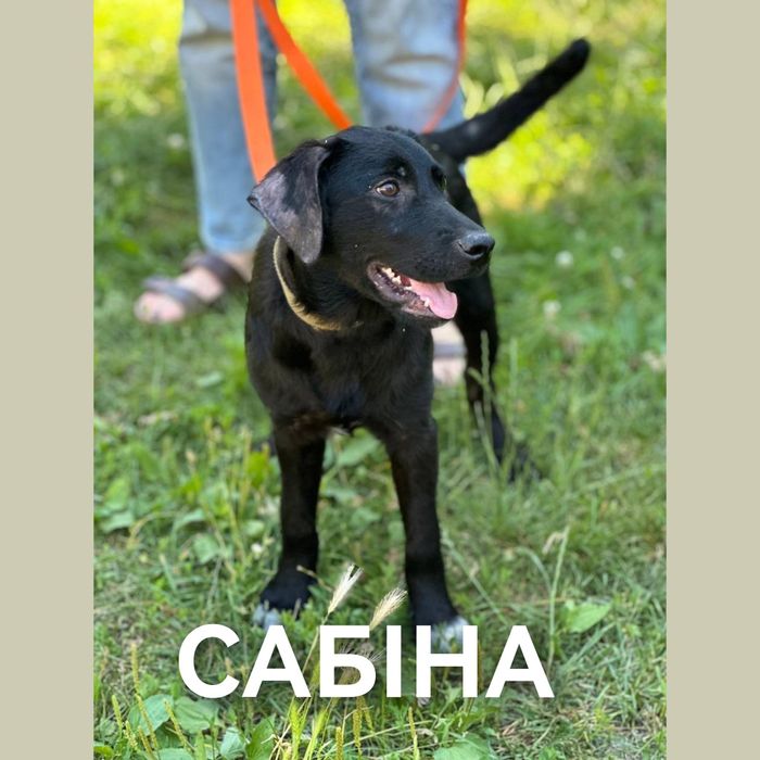 отдам бесплатно щенка, есть мальчики и девочки