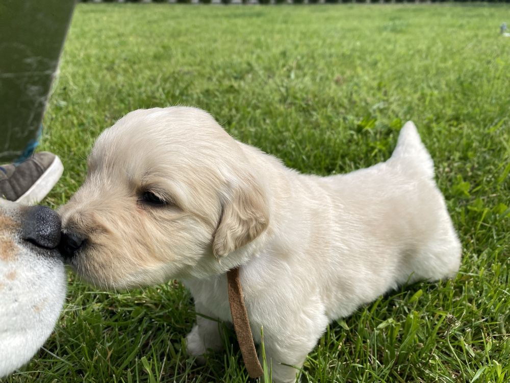 Golden retriever piesek