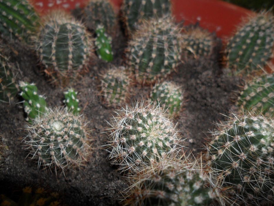 Цветущий коллекционный кактус. Цветочные часы.