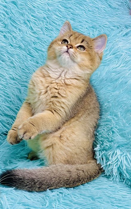 Британська золота шиншилла