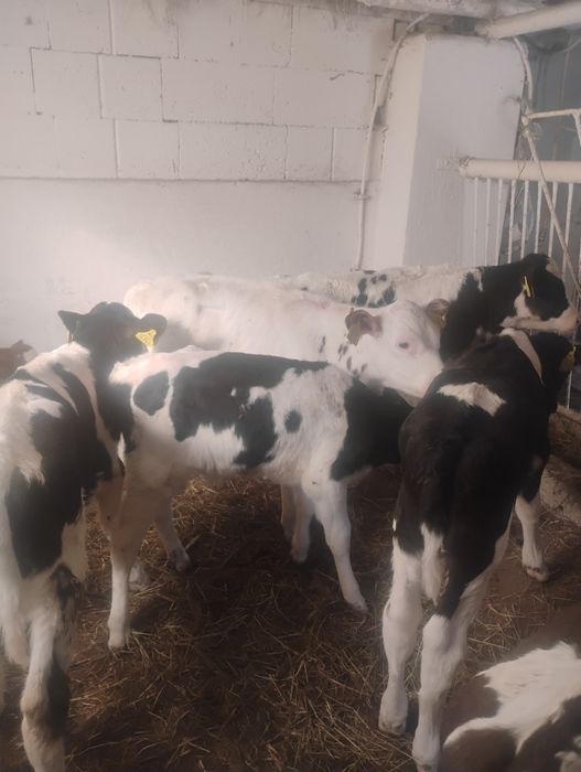 Byczki podchowane 9 sztuk