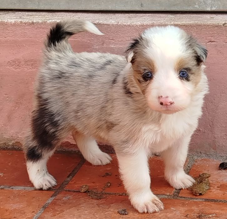 Border collie blue Merle tricolor excelente linhagem  olhos azuis