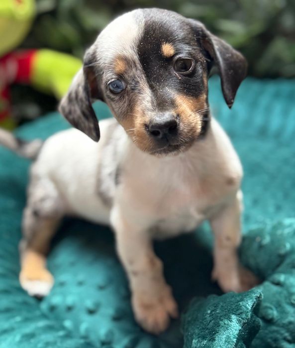 Jamnik miniaturowy piebald merle jedyny w swoim rodzaju piesek.
