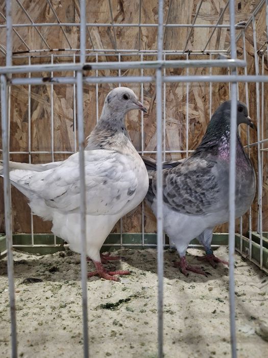 Casal de pombos Texan