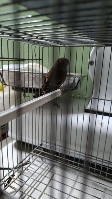 Híbrido de pintarroxo