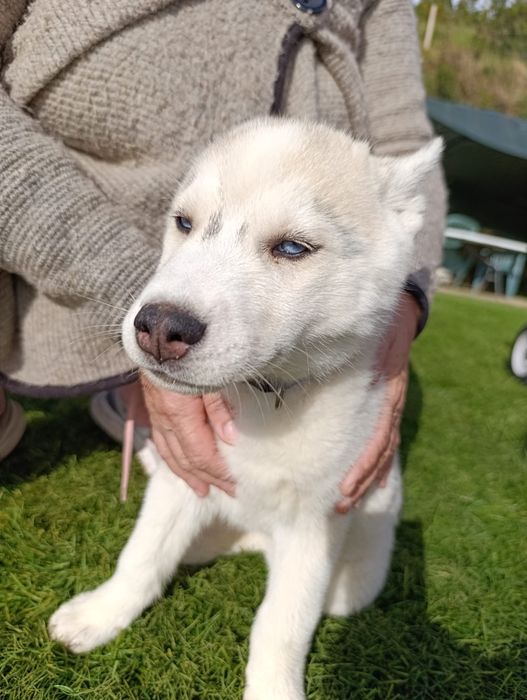 Husky Siberiano cinza e branco