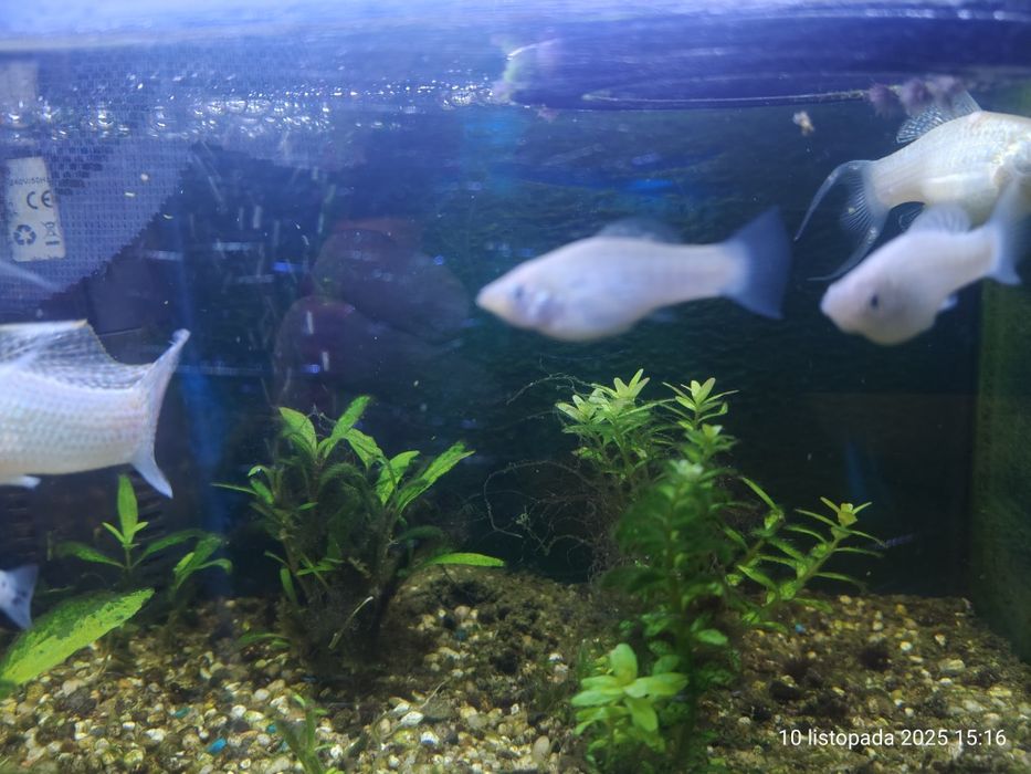 Młode białe molinezje