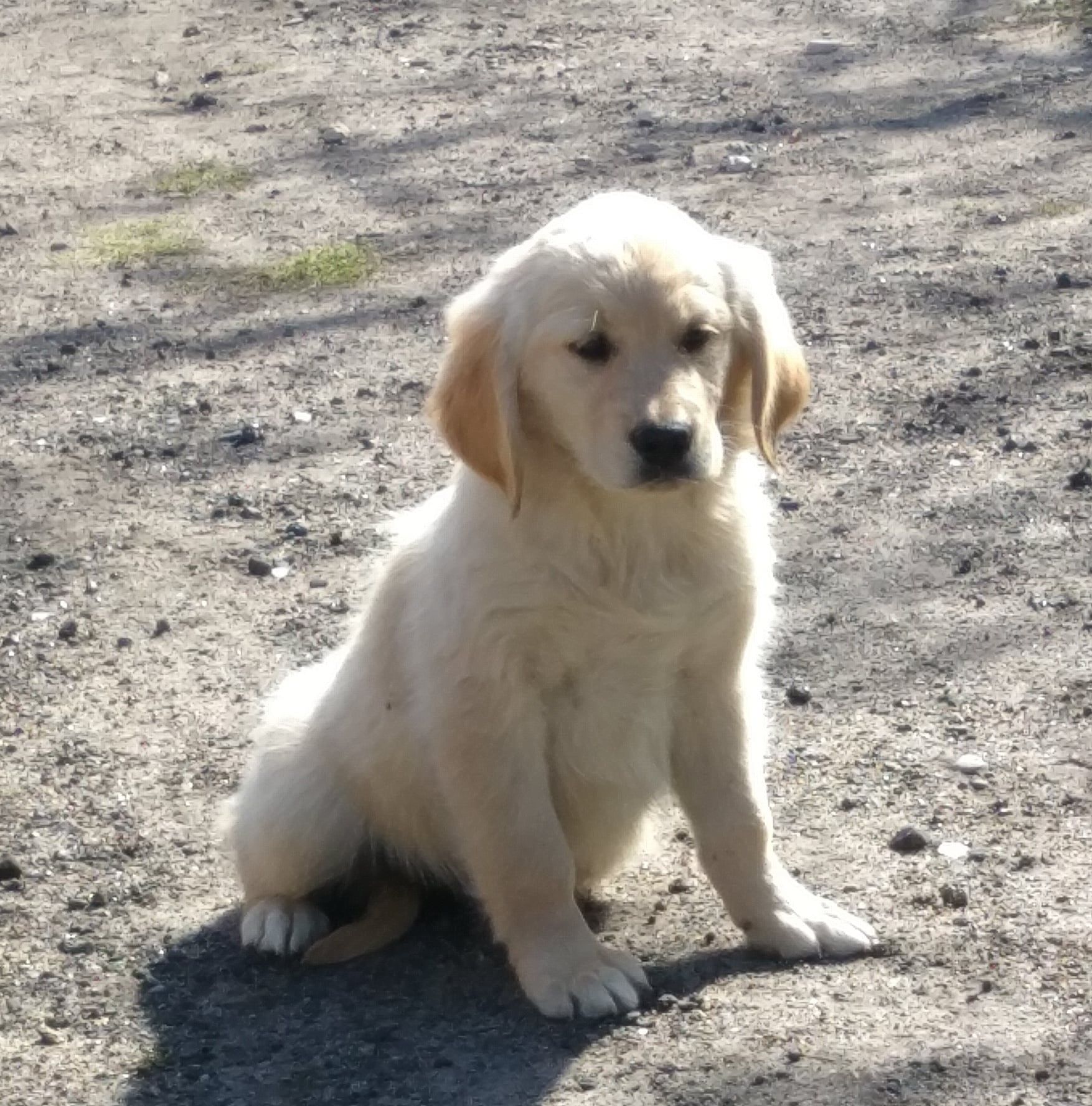 Golden retriever