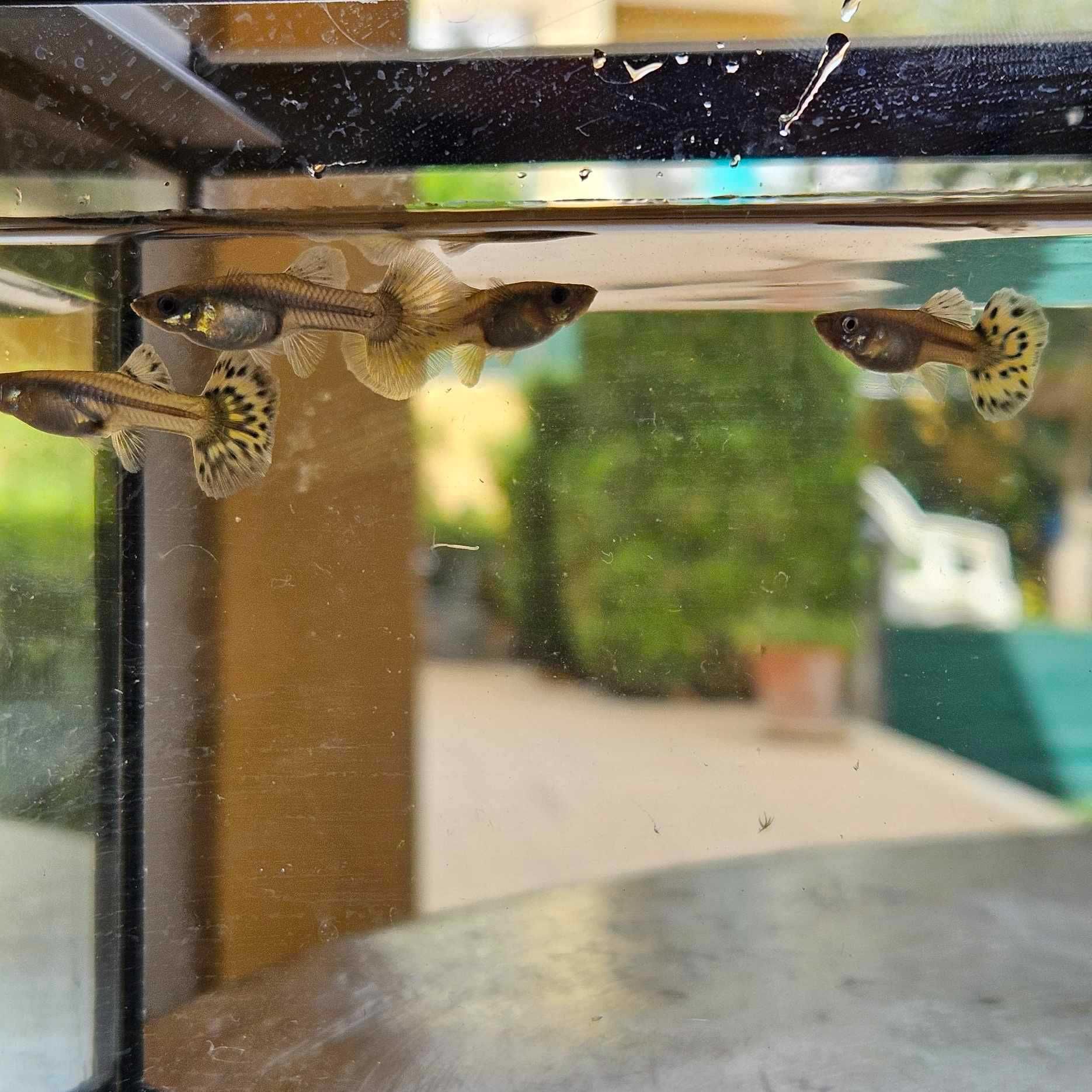 Guppys Dumbo Red Saphire (Casal)