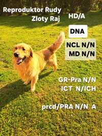 Golden Retriever Rudy ZKWP  Reproduktor