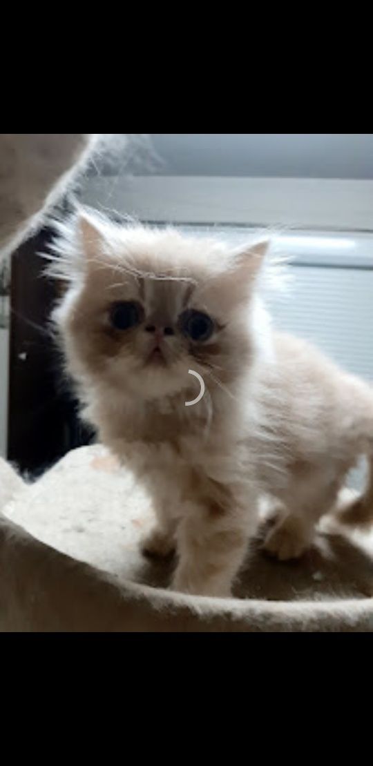Gato persa creme