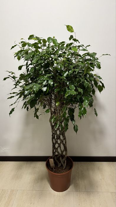 Ексклюзивний Фікус Бенджаміна, стовбур решітка, висота 150 см