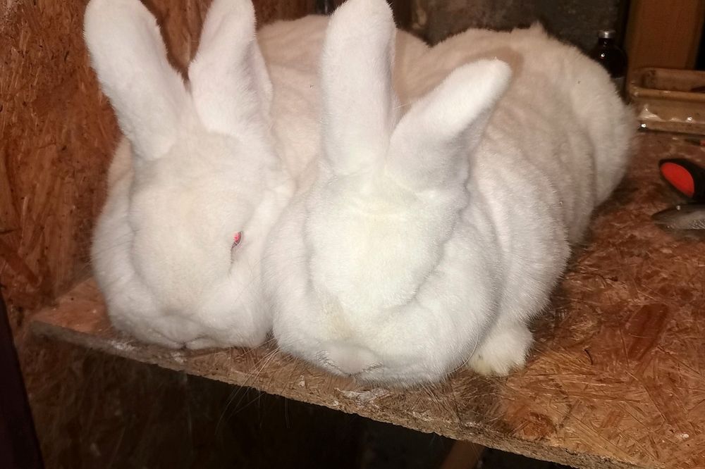 Okazja likwidacja stada nowozelandzkie Białe