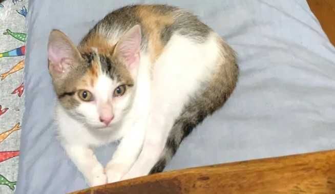 Gatinhos bébés para adopção