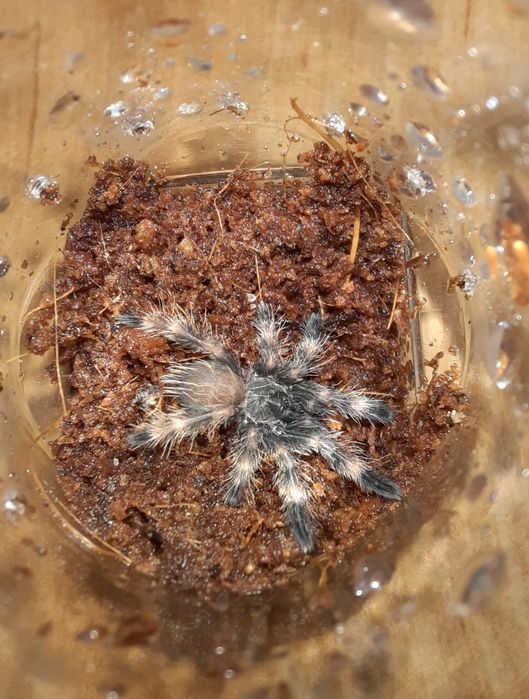 Psalmopoeus victori L3 - ptasznik
