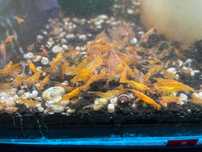 Neocaridina davidi var "orange"