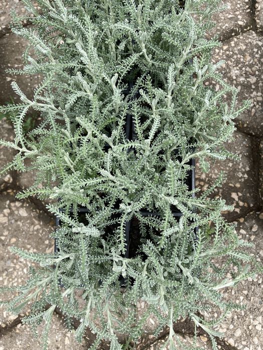 Plantas Santolina