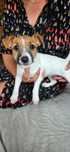 Jack Russell Terrier