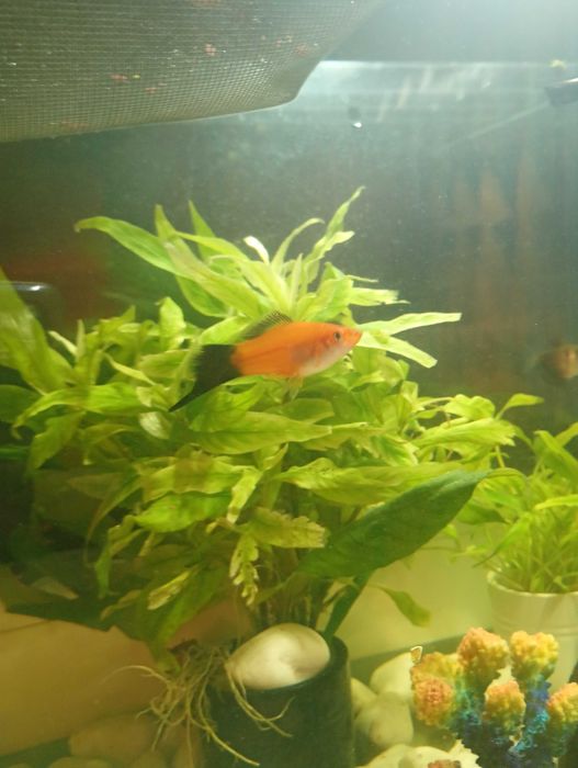 Mieczyk narybek 3 cm