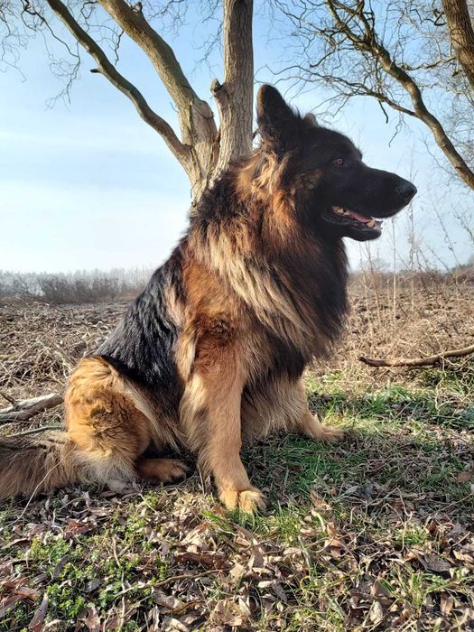 Owczarek Niemiecki Suczka