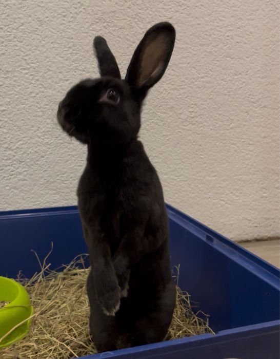 Oddam Króliczka w dobre ręce