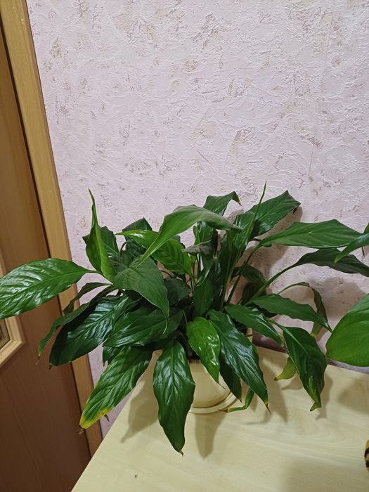 Спатифиллум, вазон с растениями