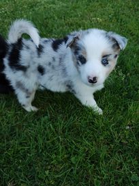 Suczka Border Collie Blue Merle