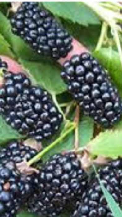 Ежевика черная магия