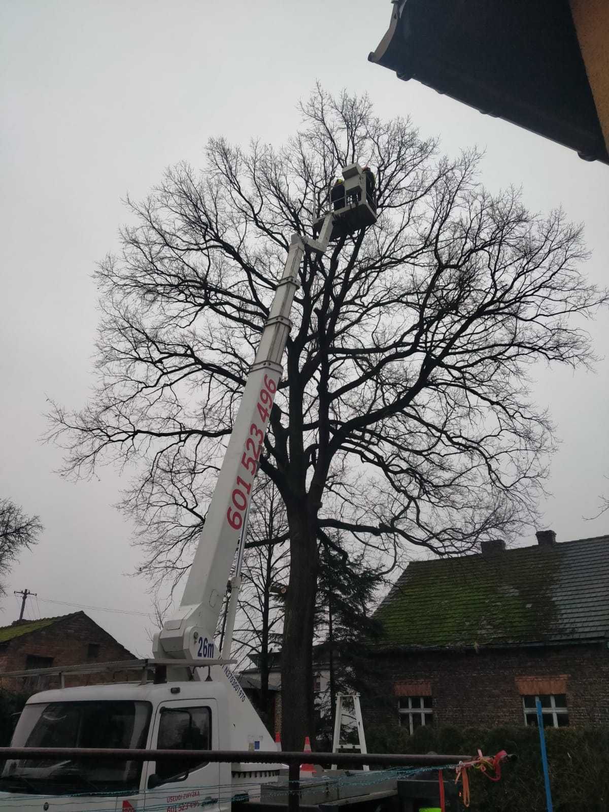 WYCINKA DRZEW metodą alpinistyczną, pielęgnacja korony, frezowanie pni