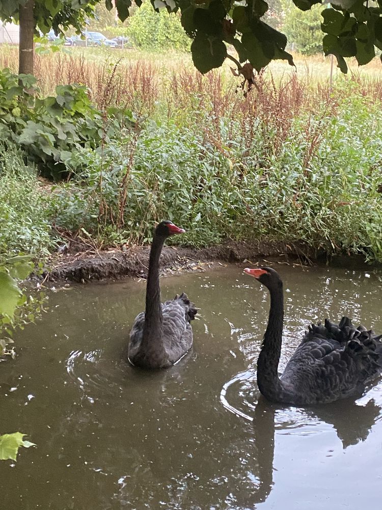 Cisnes pretos e brancos.