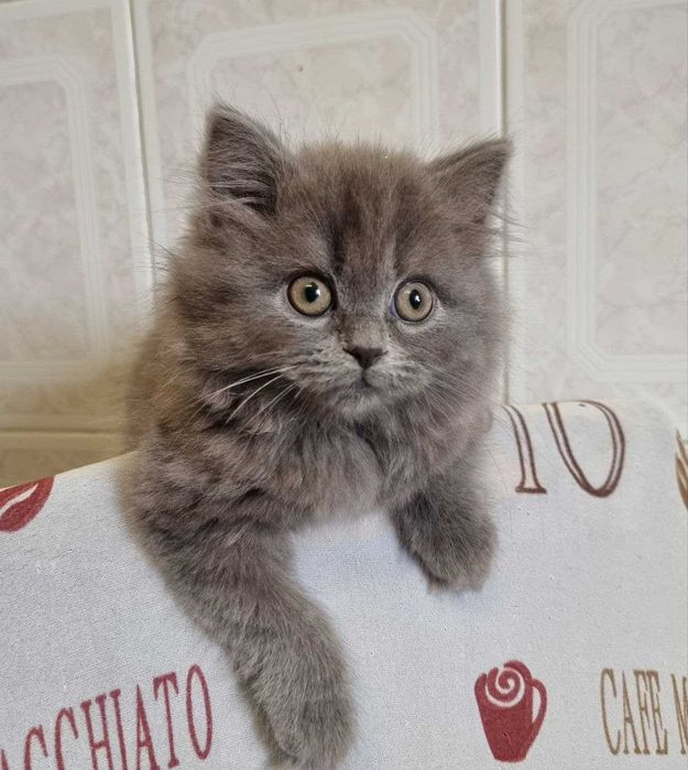 Шотландське кошеня