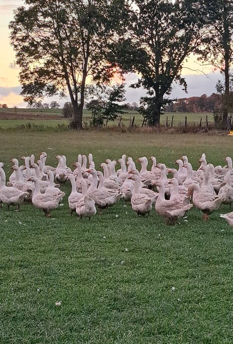 Sprzedam żywą gęś lub tuszkę gęsi